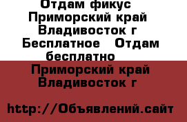 Отдам фикус - Приморский край, Владивосток г. Бесплатное » Отдам бесплатно   . Приморский край,Владивосток г.